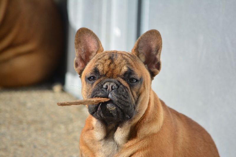 Jude  perfection Du Domaine Des Boule Rott