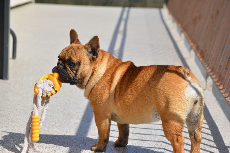 Jude  perfection Du Domaine Des Boule Rott