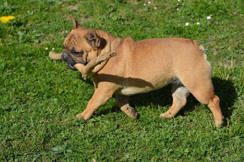 Jude  perfection Du Domaine Des Boule Rott