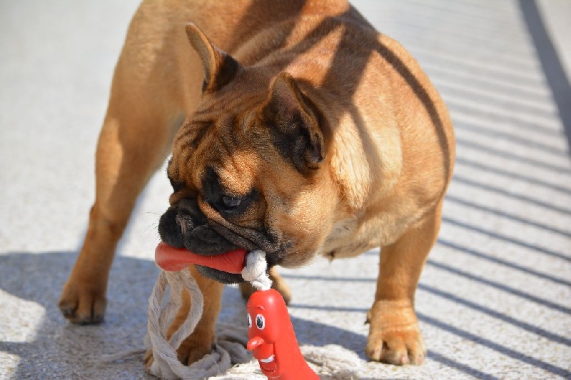 Jude  perfection Du Domaine Des Boule Rott