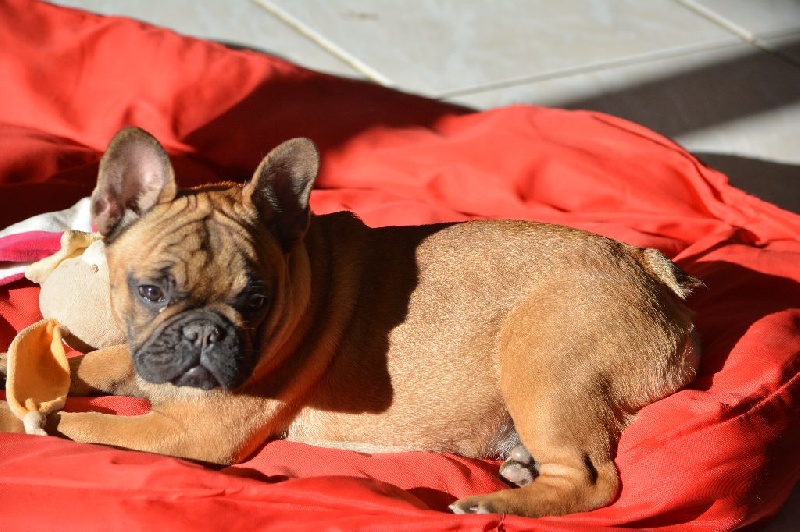 Jude  perfection Du Domaine Des Boule Rott