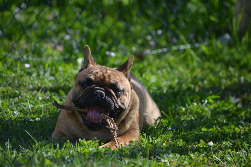 Jude  perfection Du Domaine Des Boule Rott