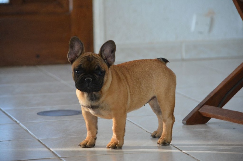 Jude  perfection Du Domaine Des Boule Rott