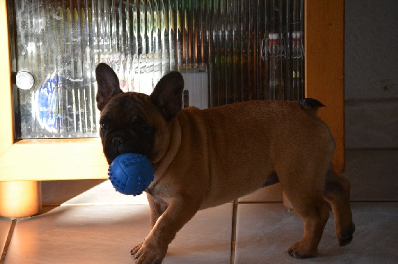 Jude  perfection Du Domaine Des Boule Rott