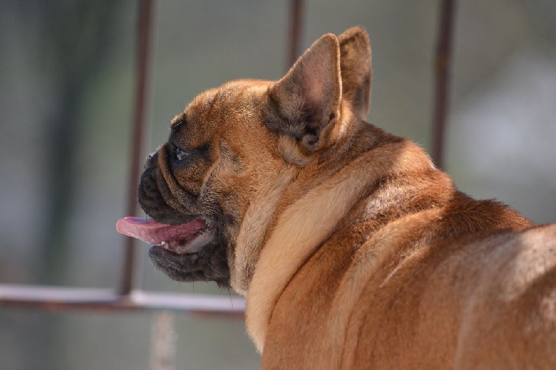 Jude  perfection Du Domaine Des Boule Rott