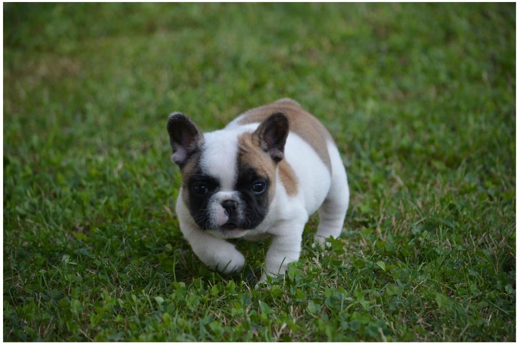 Eden Of The Beauty As - Chiot disponible  - Bouledogue français