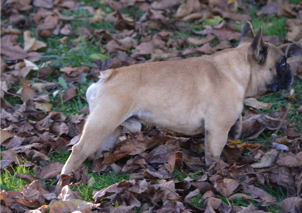 Sire clyde barrow (Sans Affixe)