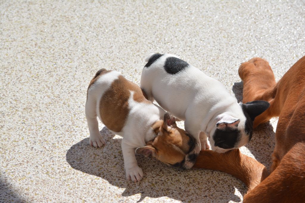 Bébés 6 à 8 semaines