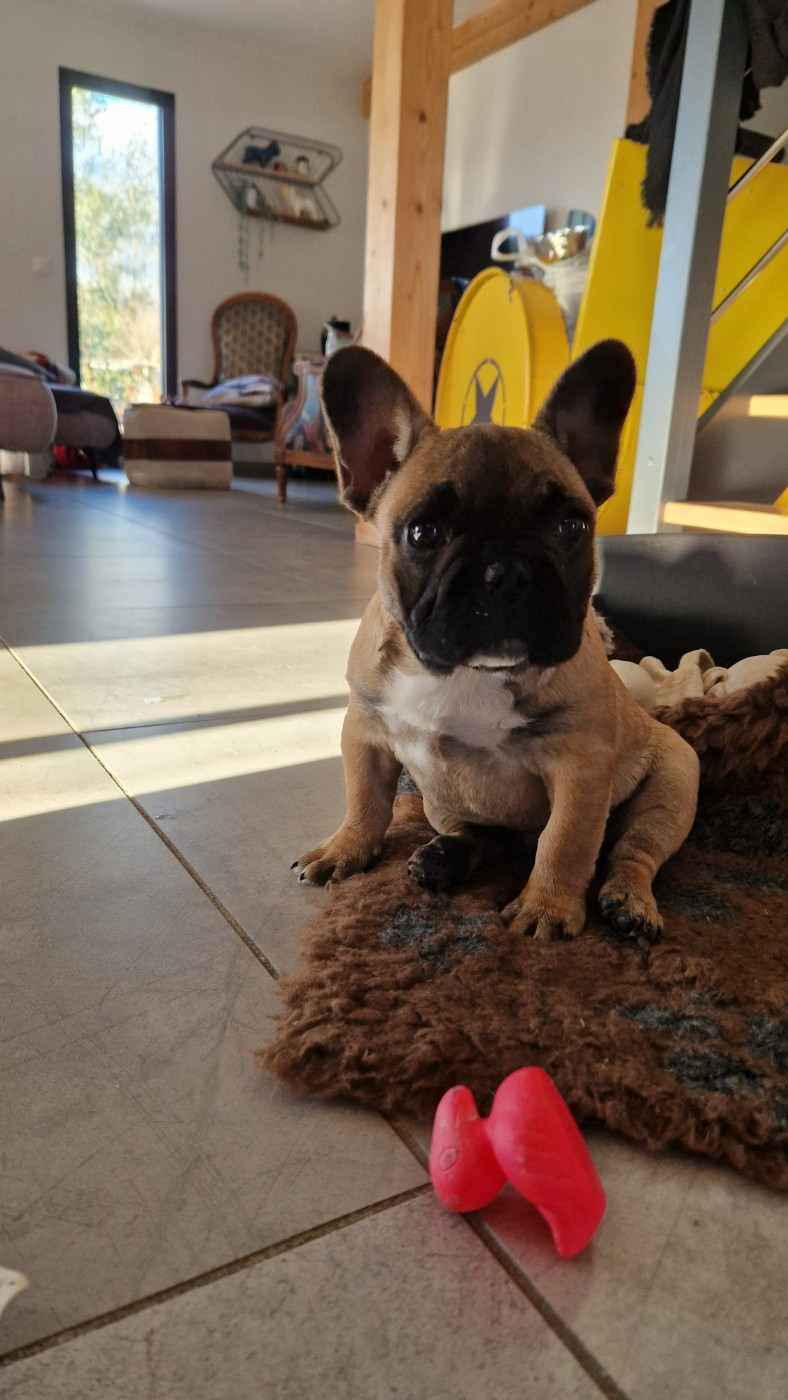 Eden Of The Beauty As - Chiots disponibles - Bouledogue français