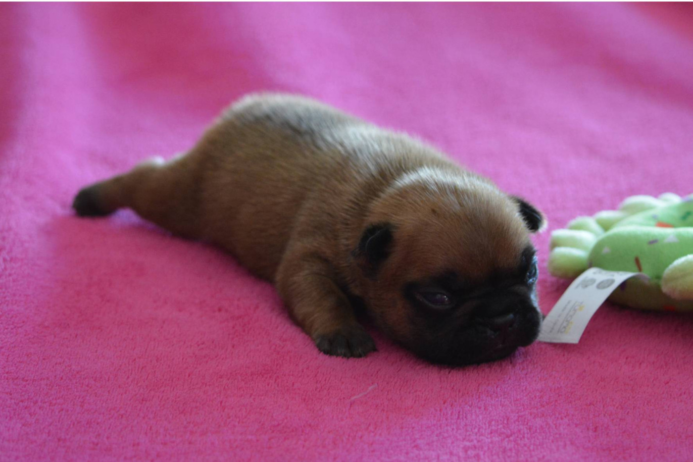 Eden Of The Beauty As - Chiots disponibles - Bouledogue français