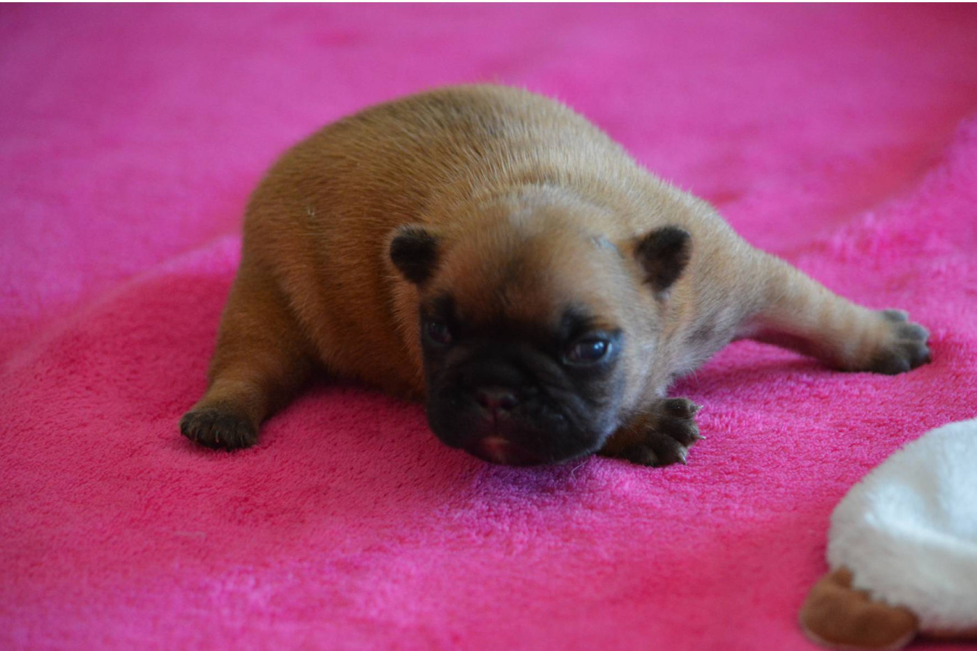 Eden Of The Beauty As - Chiots disponibles - Bouledogue français