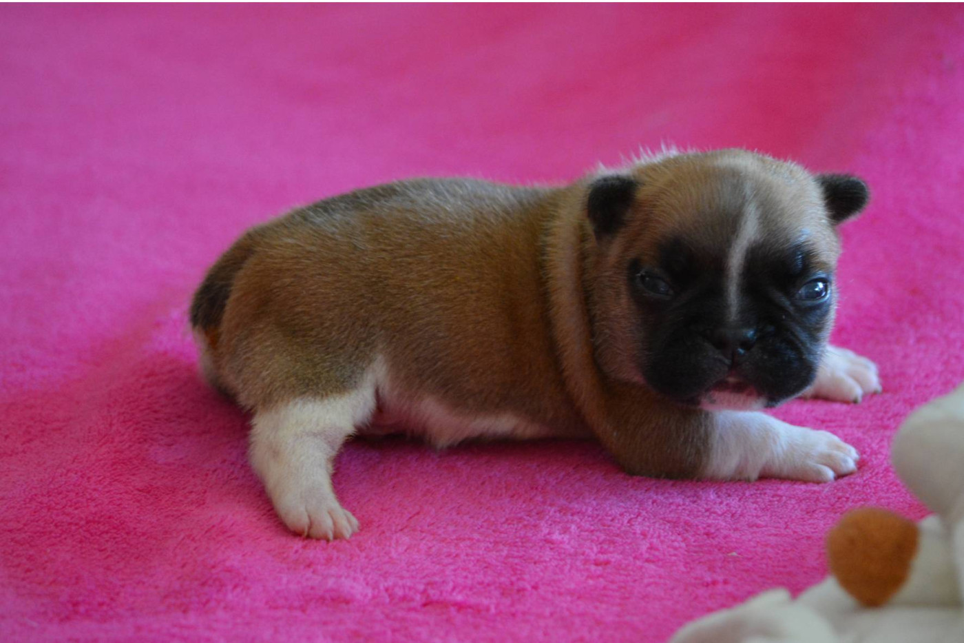 Eden Of The Beauty As - Chiots disponibles - Bouledogue français
