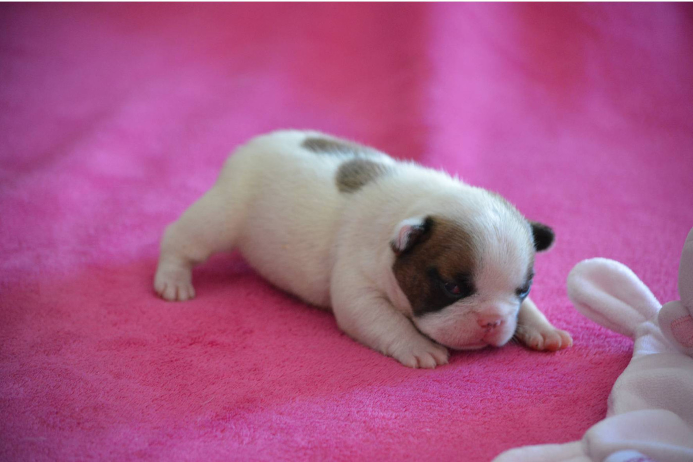Eden Of The Beauty As - Chiots disponibles - Bouledogue français