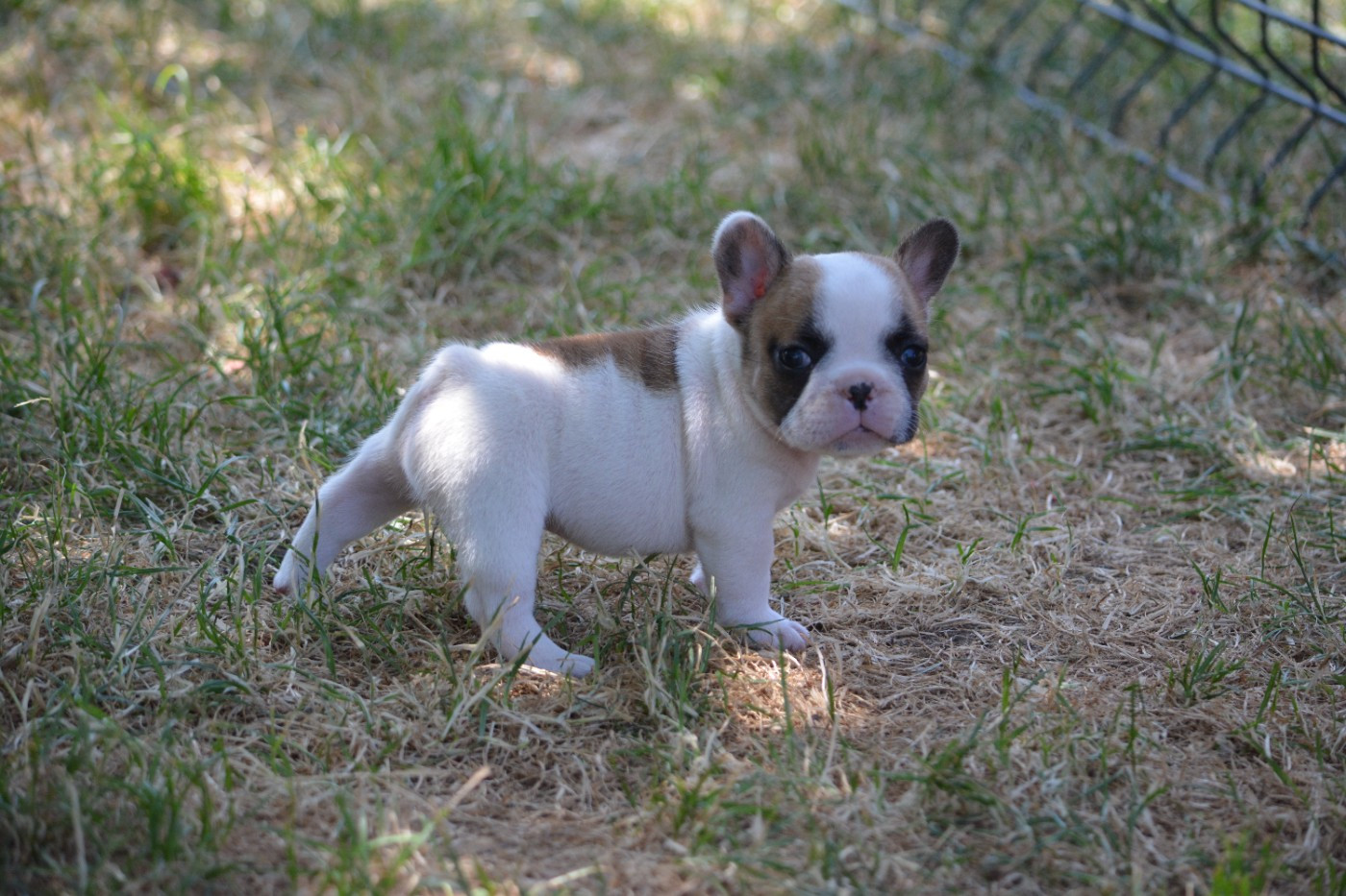 Eden Of The Beauty As - Chiots disponibles - Bouledogue français