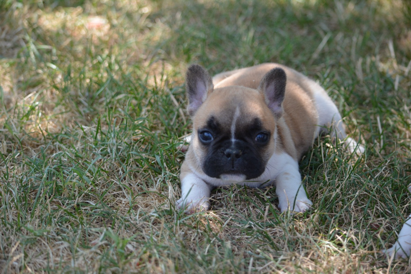 Eden Of The Beauty As - Chiots disponibles - Bouledogue français