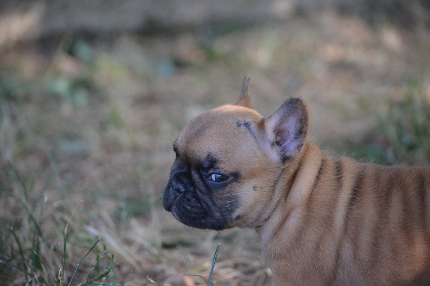 Eden Of The Beauty As - Chiots disponibles - Bouledogue français