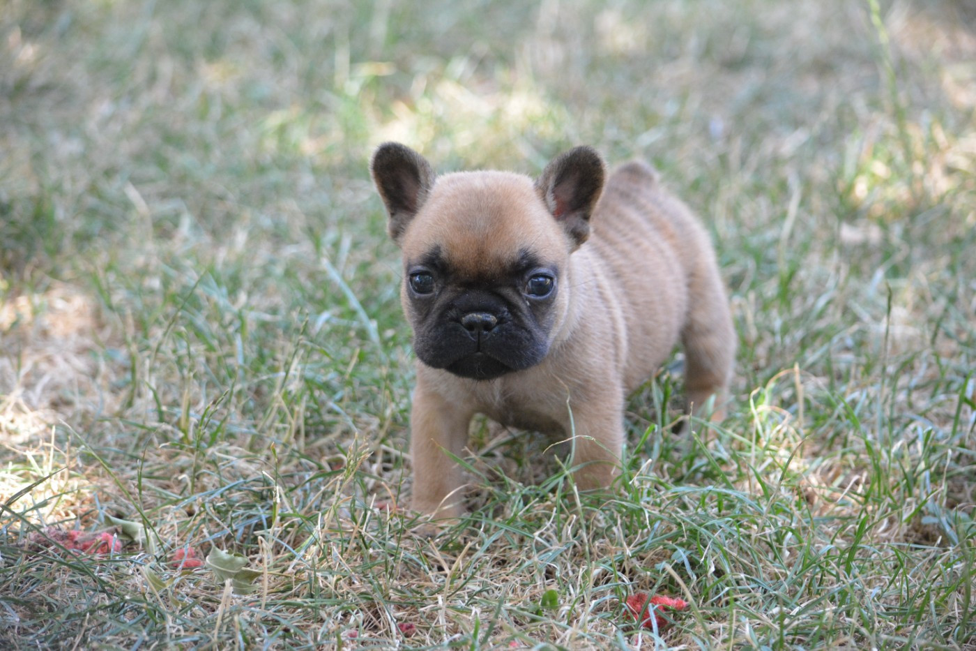 Eden Of The Beauty As - Chiots disponibles - Bouledogue français