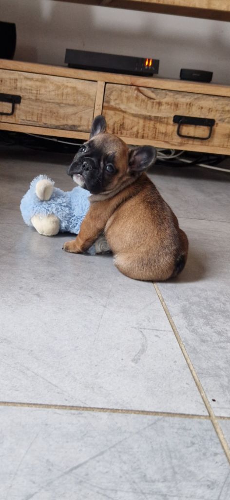 Eden Of The Beauty As - Chiots disponibles - Bouledogue français