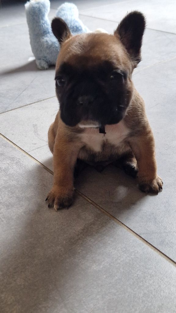 Eden Of The Beauty As - Chiots disponibles - Bouledogue français
