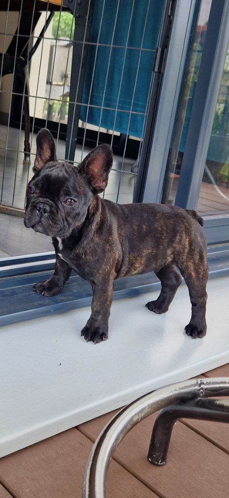 Eden Of The Beauty As - Chiots disponibles - Bouledogue français