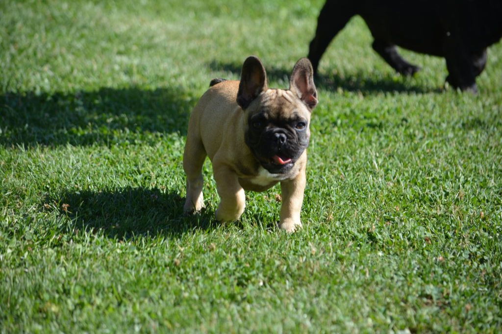 Eden Of The Beauty As - Chiots disponibles - Bouledogue français