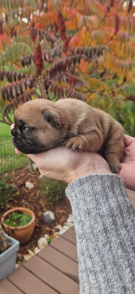 Eden Of The Beauty As - Chiots disponibles - Bouledogue français