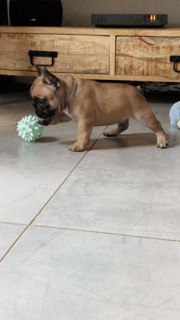 Eden Of The Beauty As - Chiots disponibles - Bouledogue français