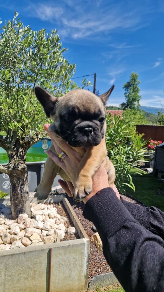 Eden Of The Beauty As - Chiots disponibles - Bouledogue français