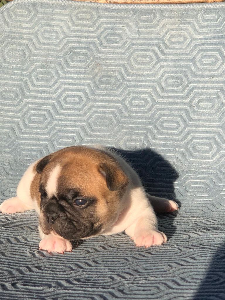 Eden Of The Beauty As - Chiots disponibles - Bouledogue français