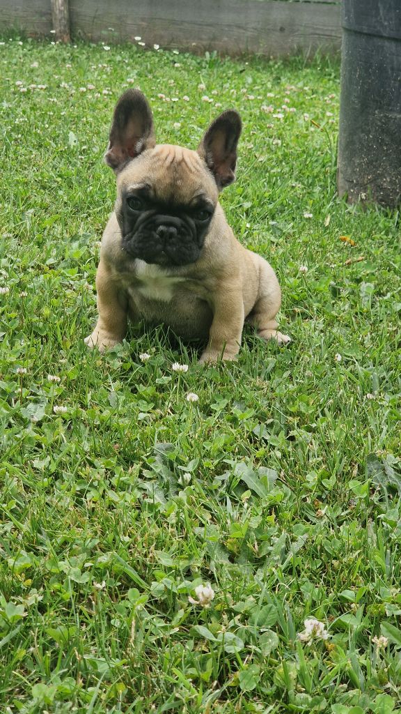 Eden Of The Beauty As - Chiots disponibles - Bouledogue français