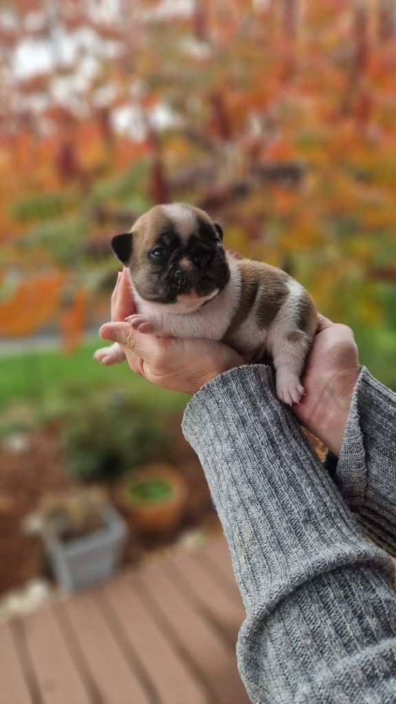 Eden Of The Beauty As - Chiots disponibles - Bouledogue français
