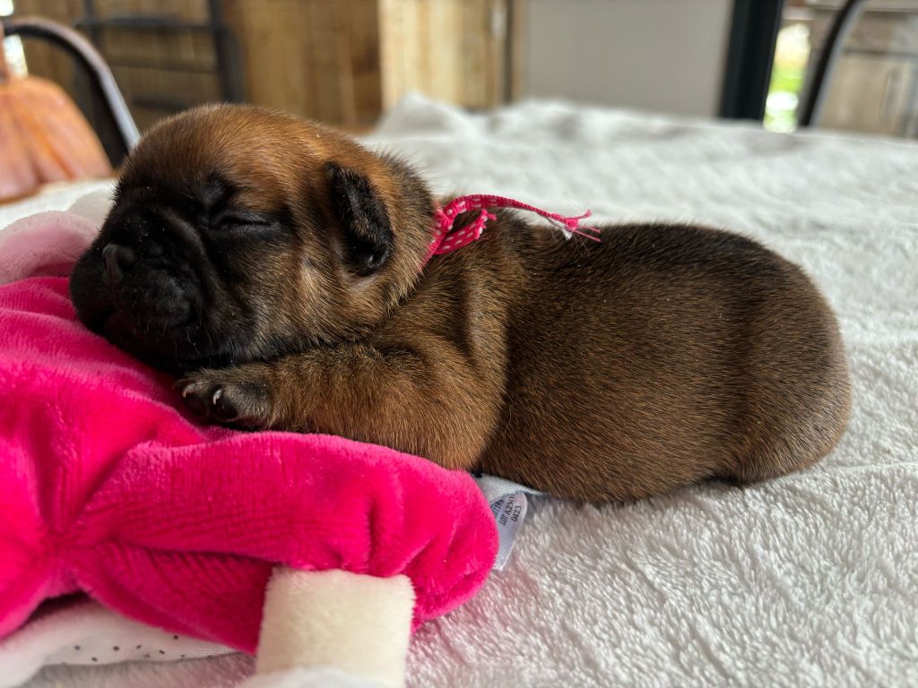 Eden Of The Beauty As - Chiots disponibles - Bouledogue français