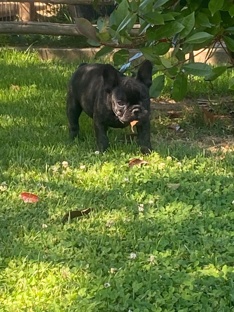 Eden Of The Beauty As - Chiots disponibles - Bouledogue français