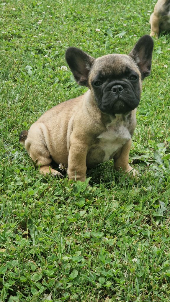 Eden Of The Beauty As - Chiots disponibles - Bouledogue français
