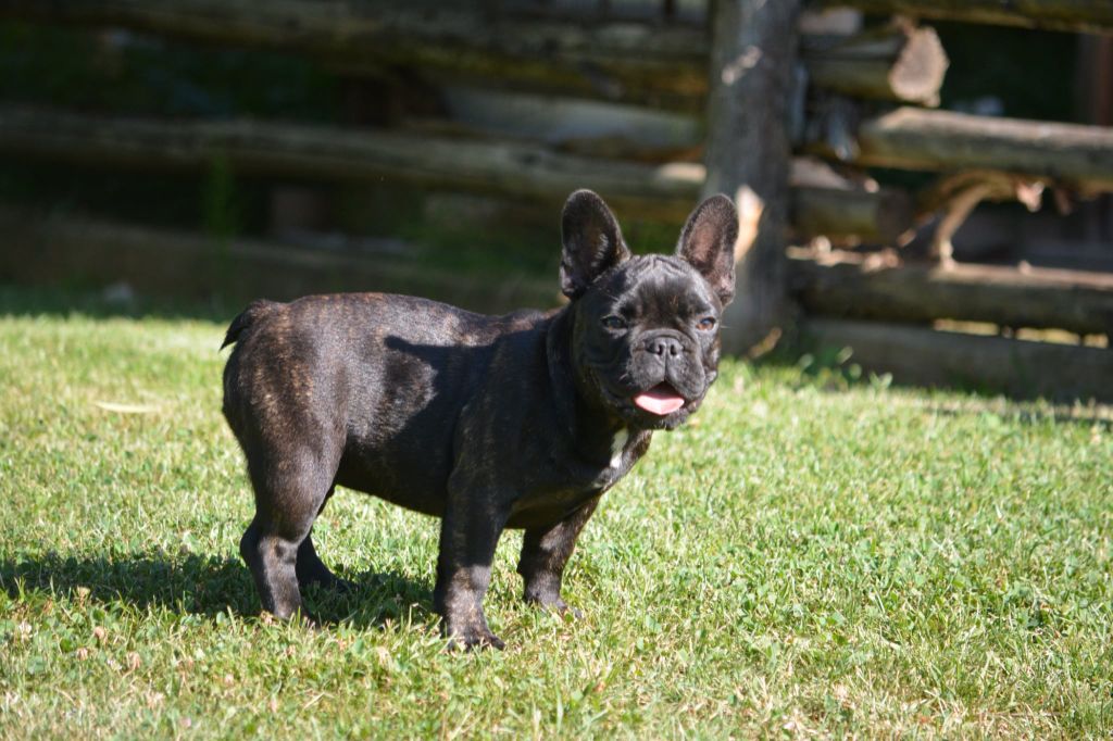 Eden Of The Beauty As - Chiots disponibles - Bouledogue français