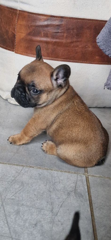 Eden Of The Beauty As - Chiots disponibles - Bouledogue français